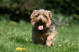 NORFOLK TERRIER 083